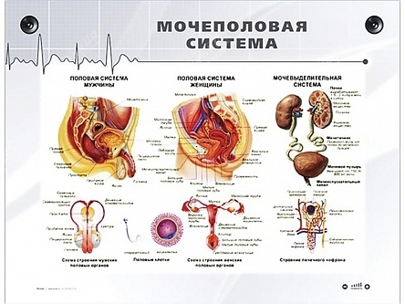 Мочеполовая система женщины в картинках с надписями подробно