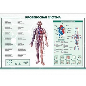 Стенд кровеносная система