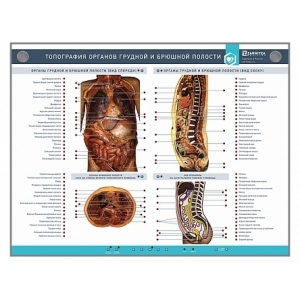 Внутренние органы человека проекция